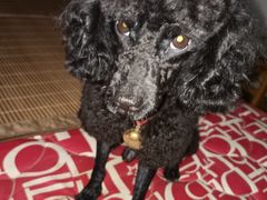 -安安宠物医院(情缘分院)