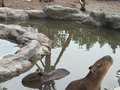 -上海野生动物园