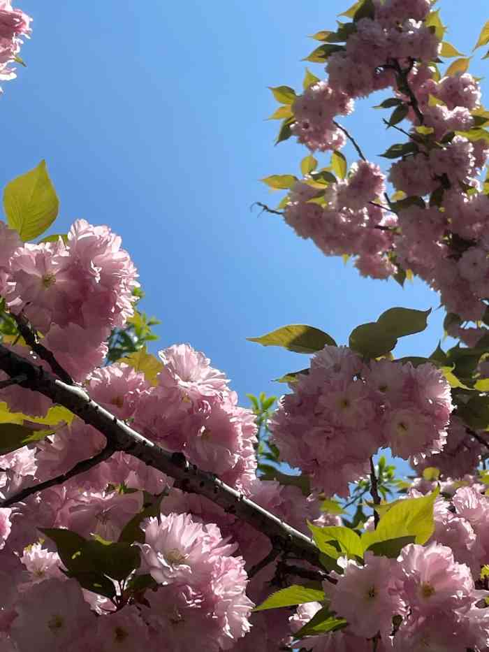 金湖蒜泥龙虾(宝龙广场店)-"看到这家店里的双人餐还蛮便宜的,正值龙