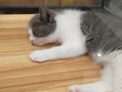 -袖虎·猫馆(体育西路店)