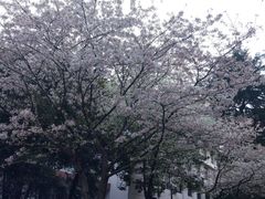 -武汉大学-樱园