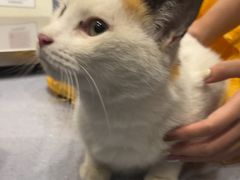 -宠物星动物医院·眼科·异宠·猫科(江南大道总院)