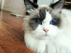 -momokira米努特·德文卷毛猫·棉花面纱犬
