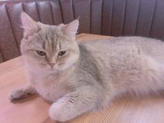 -猫小院猫主题餐厅(三里屯店)