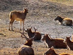 -北京麋鹿生态实验中心