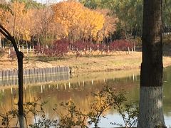 -大兴滨河森林公园