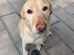 -如家旗下-西安高新区西部大道阳光城华驿酒店