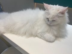 -飞行喵MR PILOT|猫舍·猫咖(静安大融城店)