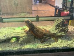 -酷以爬仙阁实体爬宠店·守宫·蜥蜴·专业繁育