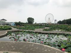-白洋淀景区