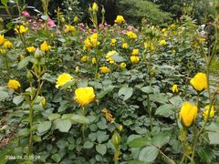-花溪公园