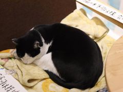 -猫的天空之城概念书店(杭州南宋御街店)