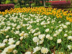 -上海鲜花港