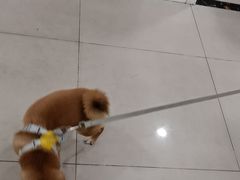 -佳雯宠物医院·皮肤科·内外科(春晓路分院)