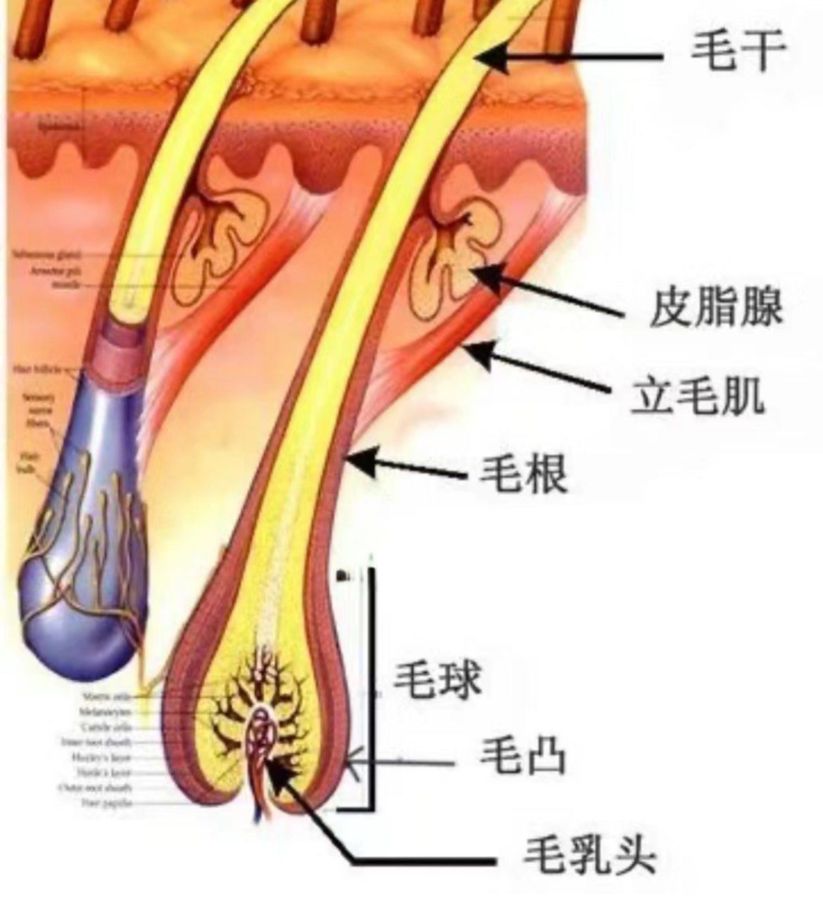 毛囊是什么
在《毛发学》中讲,头发从