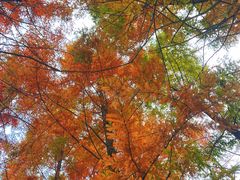 -白鹭湾湿地公园