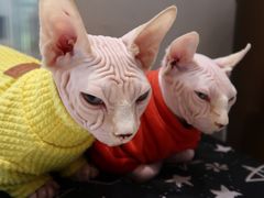 -飞行喵MR PILOT|猫舍·猫咖(静安大融城店)