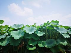 -洛阳市隋唐城遗址植物园