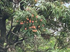 -长洲岛