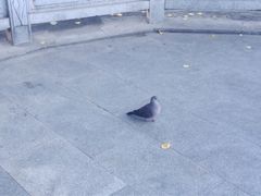 -宗角禄康公园