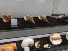 -贝壳梦幻世界