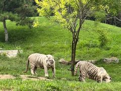 -北京野生动物园