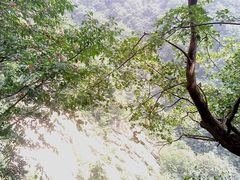 -王顺山国家森林公园