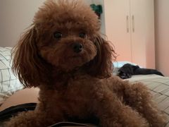 -喜茶(太原印象城店)