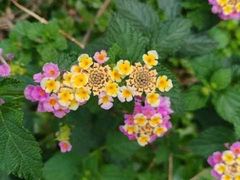 -攀枝花公园