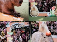 -正佳雨林生态植物园