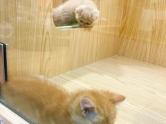 -屋虎猫馆(宝安大仟里店)