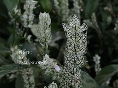 -上海辰山植物园