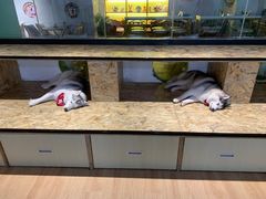 -Husky Go! 哈士奇体验馆·宠物咖啡厅狗咖