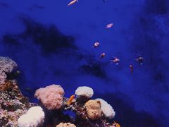 -江和美海洋公园