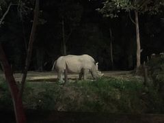 -清迈夜间动物园