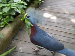 -新加坡飞禽公园