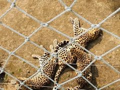 -西霞口神雕山野生动物世界