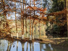 -桤木河湿地公园