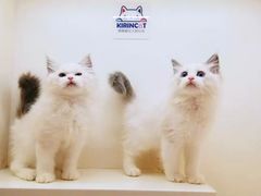 -十年猫舍·猫咪专门店(普陀店)