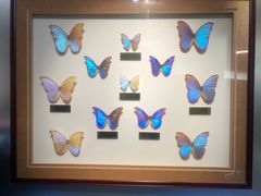 -上海昆虫博物馆