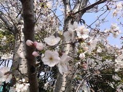 -顾村公园