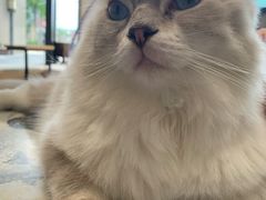 -瞄一喵猫咖(格力海岸店)