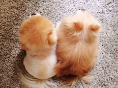 -咕叽咕叽回转自助小火锅(南京商厦店)