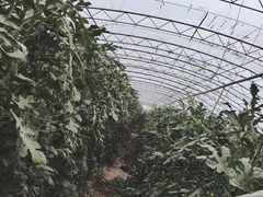 -庞各庄西瓜蔬菜采摘园·锦华瓜园