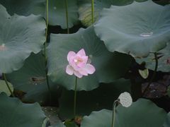 -荔湾湖公园