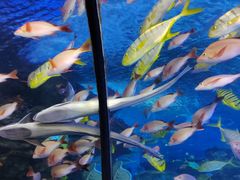 -太平洋海底世界