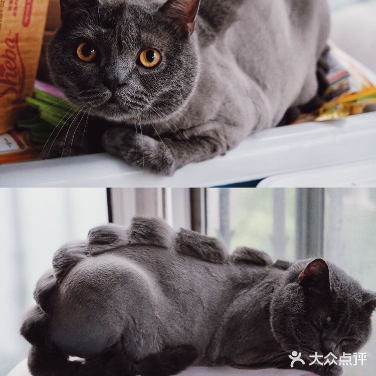 七宝附近一家玩乐美容一应俱全宠物酒店