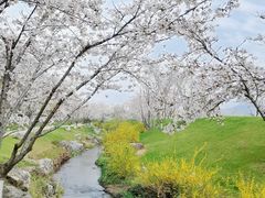 -羊山湖公园