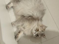 -平行世界·猫咖(首经贸店)