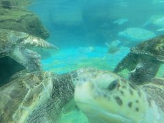 -海合安成都极地海洋公园